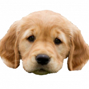 Puppy PNG Photo