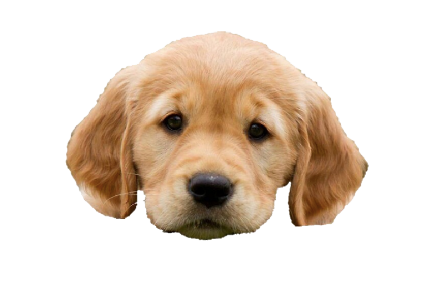 Puppy PNG Photo