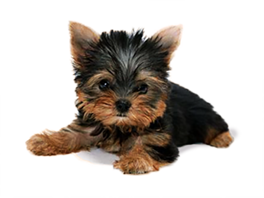 Puppy PNG Pic