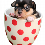 Puppy PNG Picture
