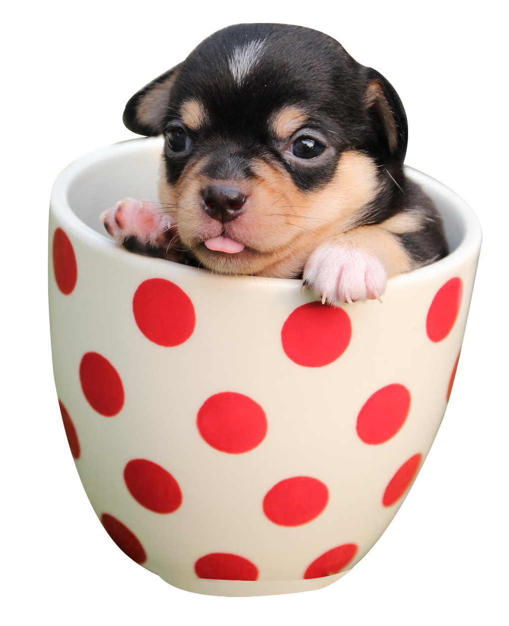 Puppy PNG Picture