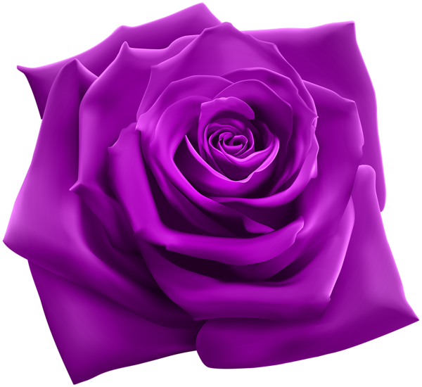 Purple PNG Picture