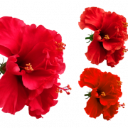 Hibiscus rouge PNG