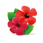Red Hibiscus PNG -bestand