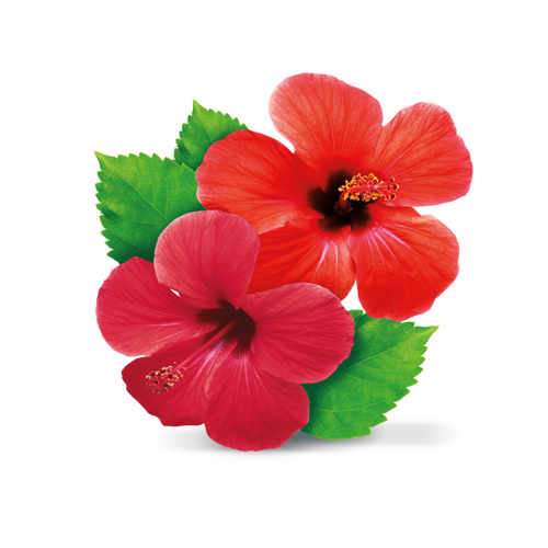 Red Hibiscus PNG File