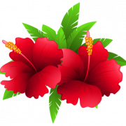 Red Hibiscus PNG -afbeeldingen