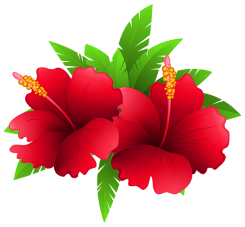 Red Hibiscus PNG Images