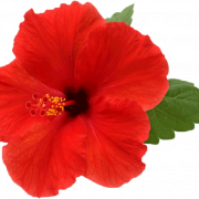 Red Hibiscus PNG Foto