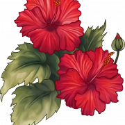 Красный Hibiscus png фото