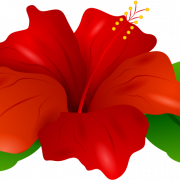 Hibiscus rouge pNg pic