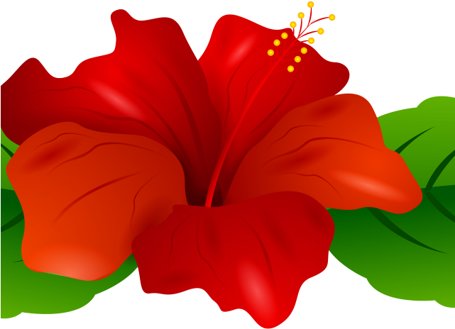 Red Hibiscus PNG Pic