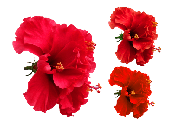 Red Hibiscus PNG