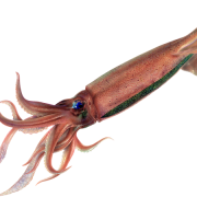 Squid Animal