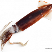 Squid Animal Png