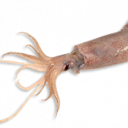 Squid Animal PNG Cutout