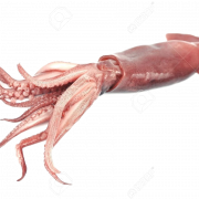Squid Animal PNG File
