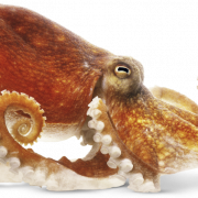 Squid Animal PNG -afbeelding