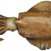 Tintenfisch Tier PNG PIC