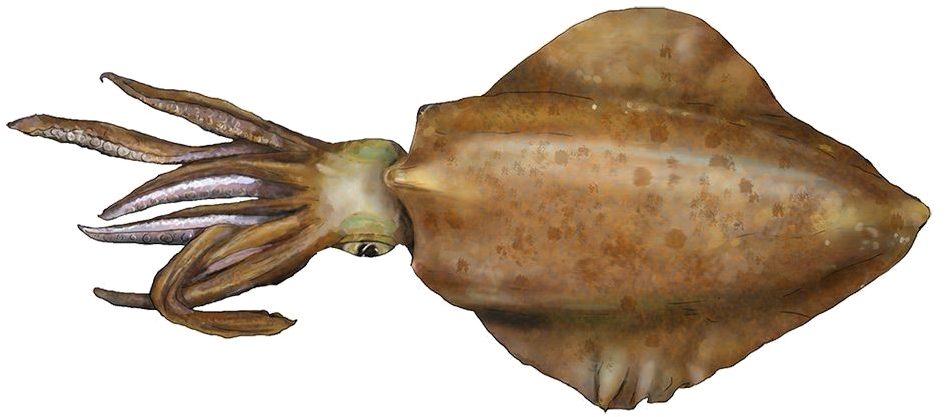 Squid Animal PNG Pic