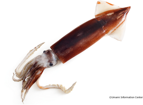 Squid Animal PNG