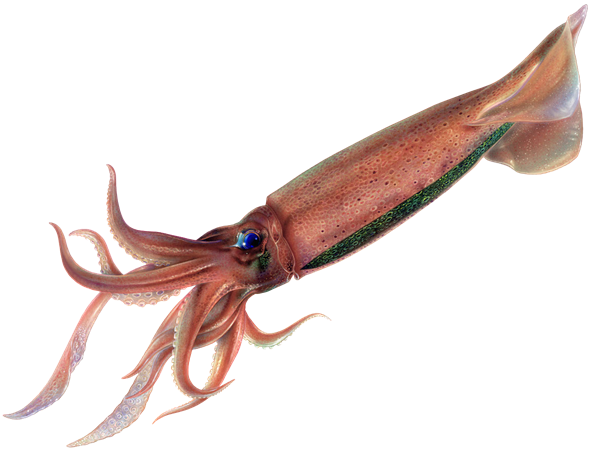 Squid Animal