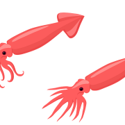 Squid nessun background