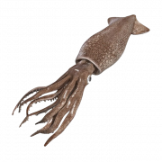 Squid Png