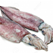 Squid PNG CUPTOUT