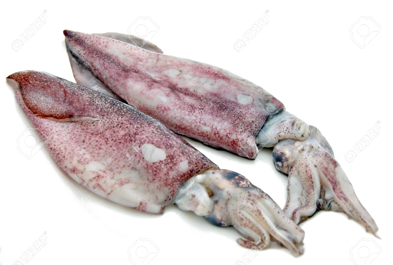 Squid PNG Cutout
