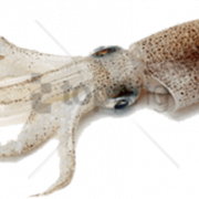 Squid PNG Free Image