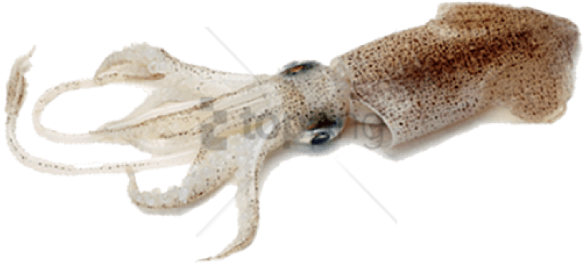 Squid PNG Free Image