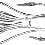 Squid PNG HD -afbeelding