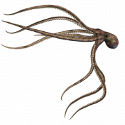 Squid PNG Image HD