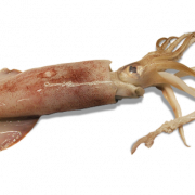Imágenes PNG de calamar