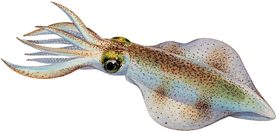 Squid PNG Images HD