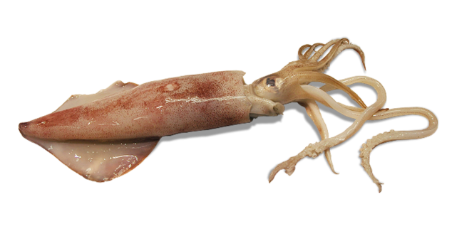 Squid PNG Images