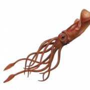 Squid png larawan