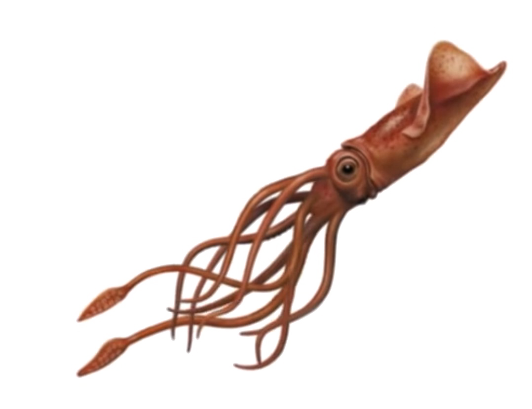 Squid PNG Photo