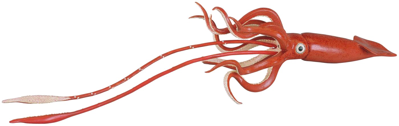 Squid PNG Picture