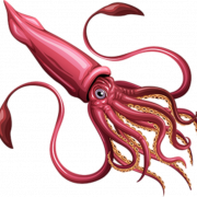 Squid Reef clipart png creature