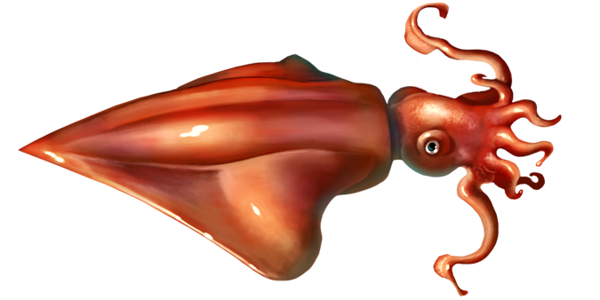 Squid Reef Creature PNG Cutout