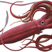 Squid Reef Creature PNG Fichier