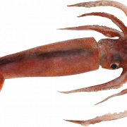 Squid Reef Creature PNG -afbeelding