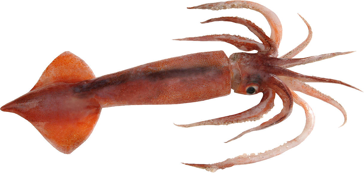 Squid Reef Creature PNG Image