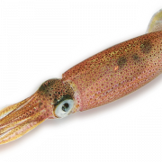 Squid Reef Creature PNG Images