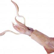 Squid Reef Creature PNG PIC