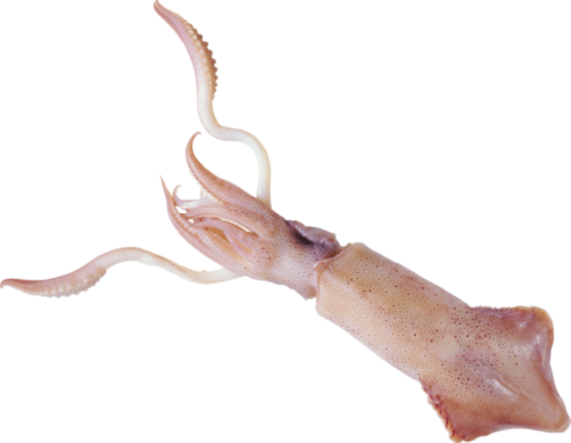 Squid Reef Creature PNG Pic