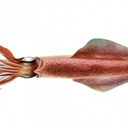 Squid Transparent