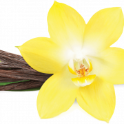 Bunga Vanila