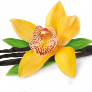 Fotos de PNG de flor de vainilla